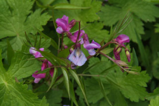 Lathyrus vernusVoorjaarslathyrus bestellen
